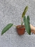Philodendron atabapoense - Foliosa