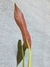 Philodendron atabapoense - loja online