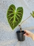 Philodendron verrucosum - loja online