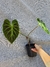 Philodendron verrucosum - Foliosa