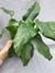 Calathea musaica na internet