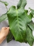 Calathea musaica - comprar online