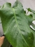 Calathea musaica - Foliosa