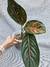 Aglaonema Pink Dalmatian na internet