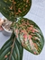 Aglaonema Pink Dalmatian - comprar online
