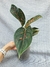 Aglaonema Pink Dalmatian - Foliosa