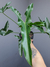 Thaumatophyllum stenolobum - comprar online