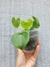 Philodendron grazielae - loja online