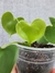 Philodendron grazielae na internet