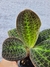 Macodes sanderiana - comprar online