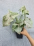 Syngonium 'Milk Confetti' na internet