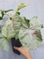 Syngonium 'Milk Confetti' - Foliosa