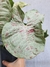 Syngonium 'Milk Confetti' - comprar online