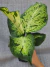 Dieffenbachia Sunrise - Foliosa