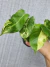 Philodendron sp. "Burle Marx Variegata" na internet