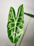 Alocasia longiloba