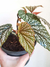 Begonia argenteo-guttata