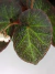 Begonia manaus