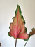 Caladium 'Red Ruffles'