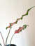Caladium 'Red Ruffles' - comprar online