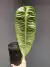 Anthurium veitchii (M)