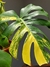 Monstera deliciosa 'aurea variegata' (Costela-de-Adão)