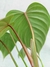 Philodendron sodiroi - comprar online
