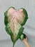 Caladium sp "Mescla" - comprar online