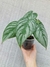 Philodendron sodiroi