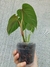 Philodendron sodiroi na internet