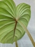 Philodendron plowmanii na internet