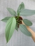 Philodendron hastatum silver
