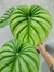 Philodendron plowmanii