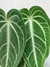 Anthurium villenaorum (G) - comprar online