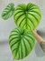 Philodendron plowmanii - comprar online