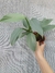 Philodendron hastatum silver - comprar online