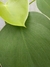 Imagem do Philodendron rugosum
