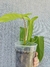 Philodendron 'Bette Waterbury' 69686 - Foliosa