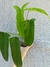 Philodendron 'Bette Waterbury' 69686 na internet