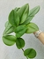 Scindapsus treubii moonlight - comprar online