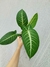 Caladium lindenii (P) - Foliosa