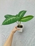 Caladium lindenii (P) - loja online