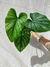 Philodendron mamei na internet
