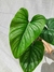 Philodendron mamei - comprar online