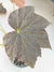 Begonia speculata