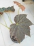 Begonia speculata - comprar online