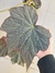 Begonia speculata na internet