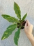 Philodendron Ring of Fire (M) na internet