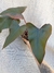 Philodendron Dark Lord - Foliosa