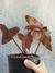 Philodendron Dark Lord - Foliosa